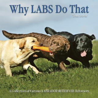 Kniha Why Labs Do That: A Collection of Curious Labrador Retriever Behaviors Tom Davis