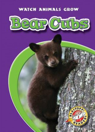 Boek Bear Cubs Anne Wendorff