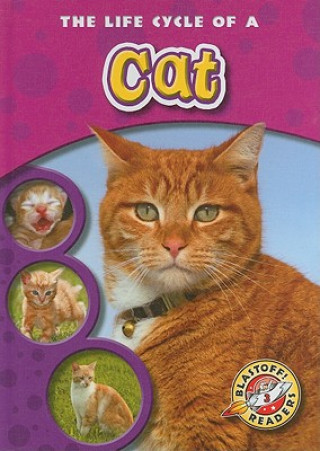 Book The Life Cycle of a Cat Colleen Sexton