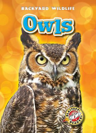 Książka Owls Kari Schuetz