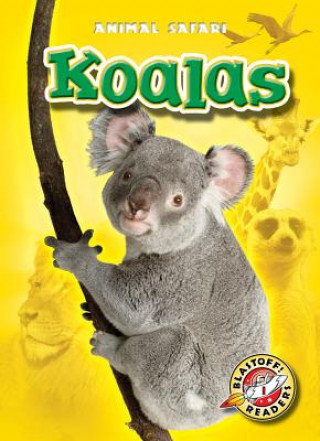 Carte Koalas Kari Schuetz