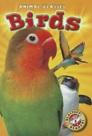 Kniha Birds Kari Schuetz