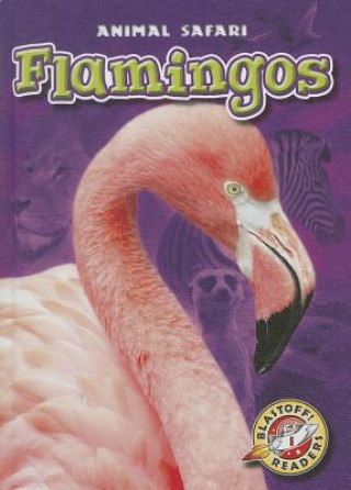 Kniha Flamingos Megan Borgert-Spaniol