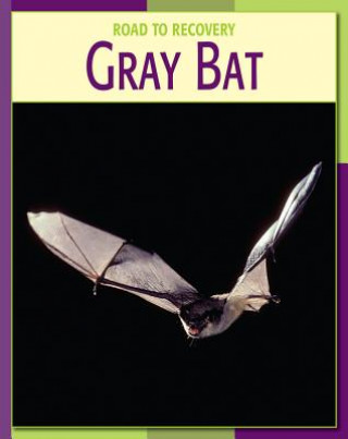 Knjiga Gray Bat Susan H. Gray