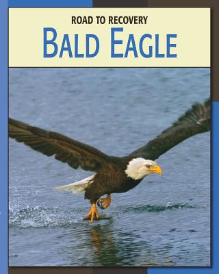 Kniha Bald Eagle Susan Heinrichs Gray