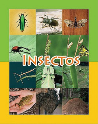 Könyv Insectos Amy White