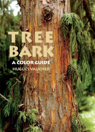 Buch Tree Bark Hugues Vaucher