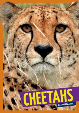 Carte Cheetahs Arnold Ringstad