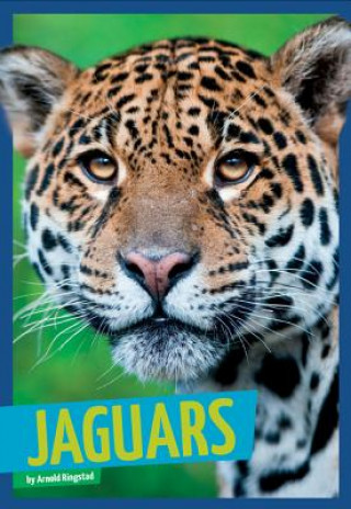 Książka Jaguars Arnold Ringstad