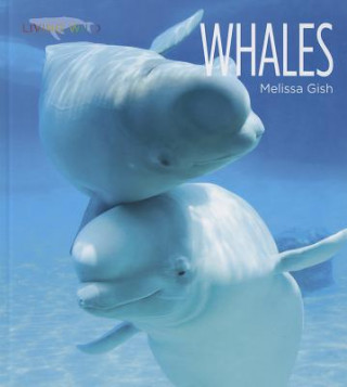 Könyv Whales Melissa Gish