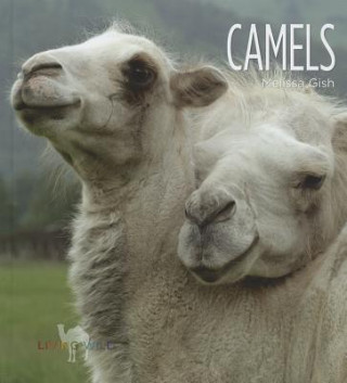 Carte Camels Melissa Gish