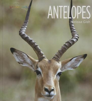 Kniha Antelopes Melissa Gish
