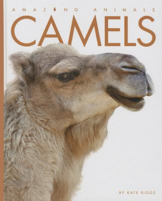 Könyv Camels Kate Riggs