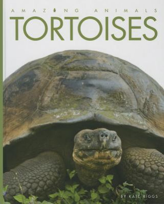 Kniha Tortoises Kate Riggs