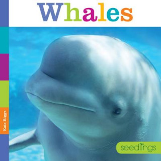 Kniha Seedlings Whales Kate Riggs