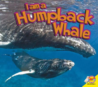 Carte Humpback Whale Aaron Carr