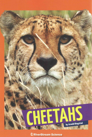 Könyv Cheetahs Arnold Ringstad