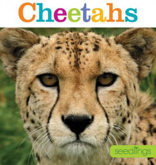 Kniha Seedlings: Cheetahs Kate Riggs