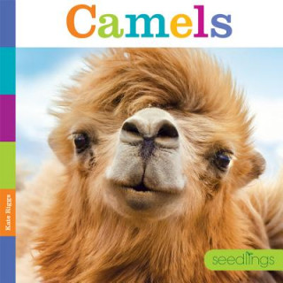 Książka Seedlings: Camels Kate Riggs