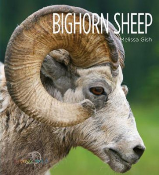 Carte Bighorn Sheep Melissa Gish