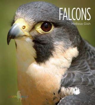 Książka Falcons Melissa Gish