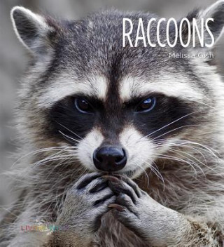 Książka Raccoons Melissa Gish