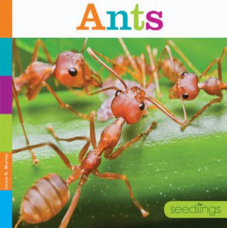 Kniha Ants Laura K. Murray