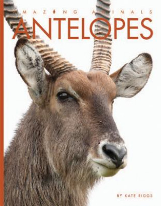 Книга Antelopes Kate Riggs