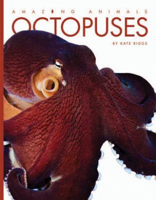 Könyv Octopuses Kate Riggs