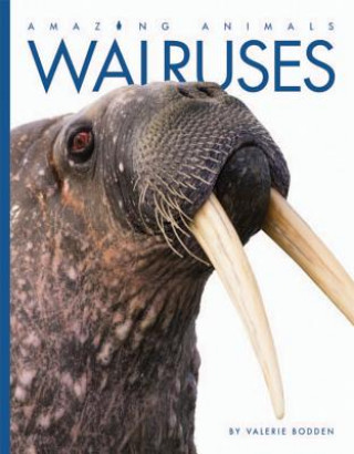 Libro Walruses Valerie Bodden