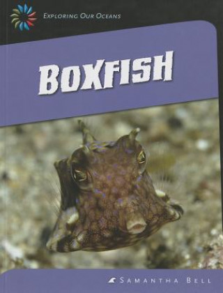 Książka Boxfish Samantha Bell