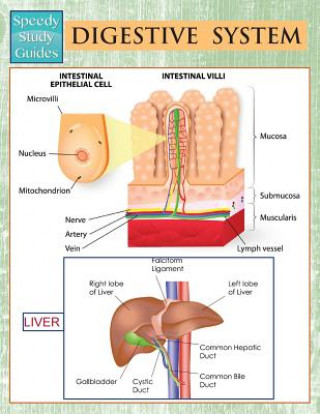 Książka Digestive System (Speedy Study Guides) Speedy Publishing LLC