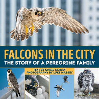 Kniha Falcons in the City: The Story of a Peregine Family Chris Earley