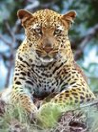 Carte Leopard Journal Gerald Hoberman