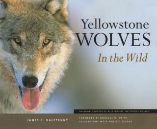 Książka Yellowstone Wolves in the Wild James C. Halfpenny