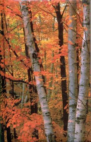 Libro Fall Birches Blank Journal Nodin Press