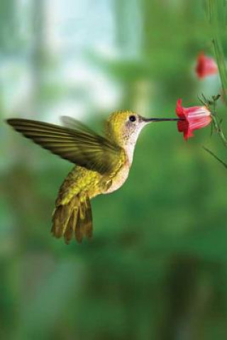 Carte Hummingbird Blank Journal Kiyoshi Takahas Segundo