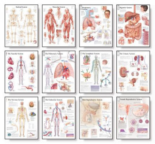 Tiskovina 12 Body System Charts Set Scientific Publishing