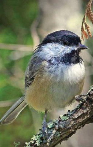 Książka Chickadee Blank Journal Nodin Press