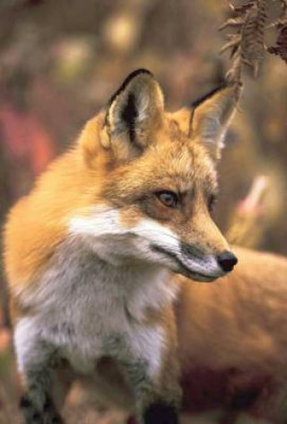 Knjiga Fox Blank Journal Adventure Publications