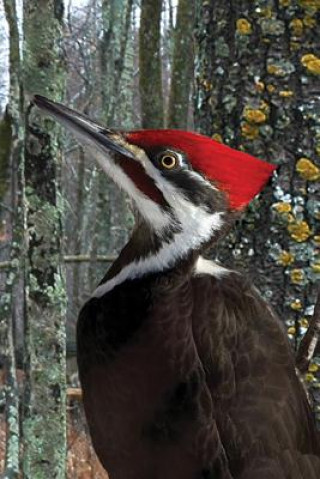 Kniha Pileated Woodpecker Blank Journal David Brislance