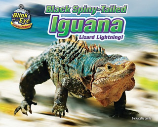 Książka Black Spiny-Tailed Iguana: Lizard Lightning! Natalie Lunis