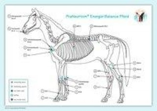 Tiskovina Akupunktur-Tafel Pferd Layena Bassols Rheinfelder