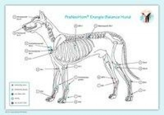 Nyomtatványok PraNeoHom® Energiebalance Hund Layena Bassols Rheinfelder