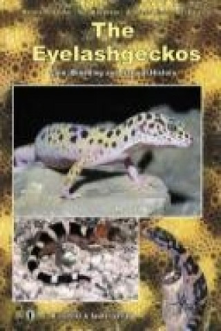 Carte The Eyelash Geckos Hermann Seufer