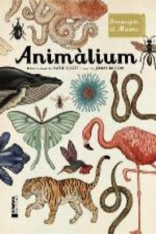 Kniha Animalium KATIE SCOT