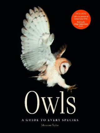Könyv Owls Marianne Taylor