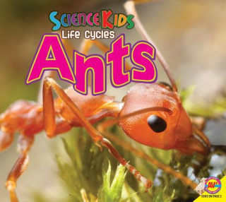 Libro Ants Katie Gillespie