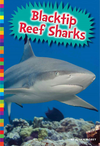 Buch Blacktip Reef Sharks Allan Morey