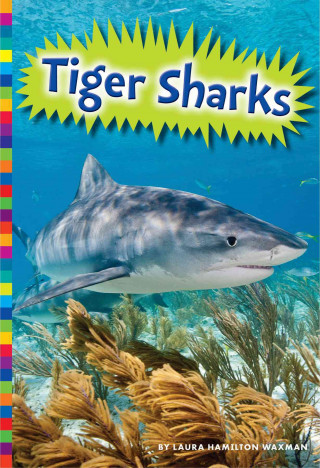 Livro Tiger Sharks Laura Hamilton Waxman